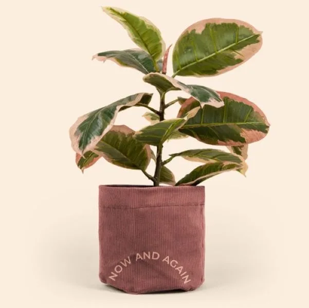 Continued Mary Jane Plant Bag (Corduroy)