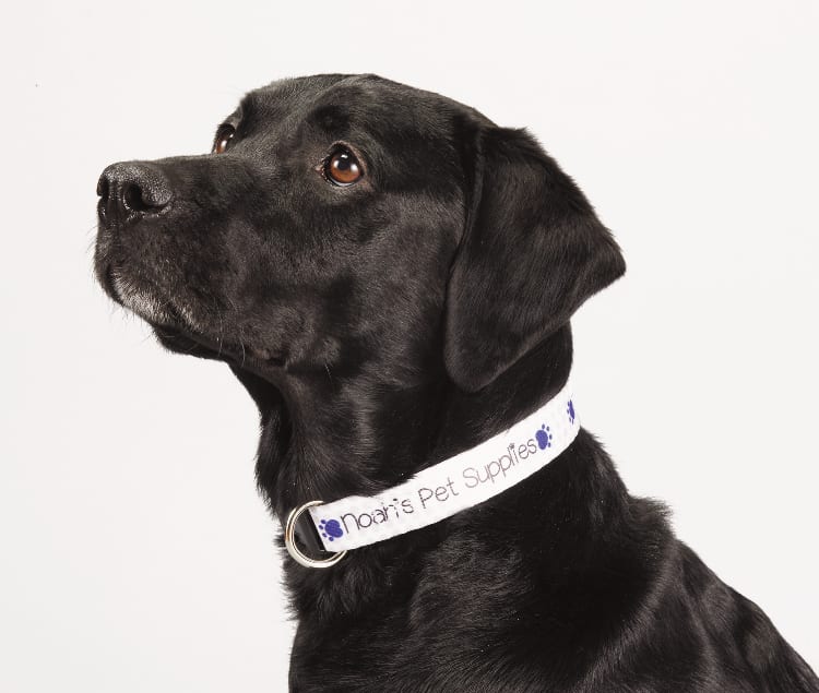 Full Color 1'' Wide Adjustable Pet Collar